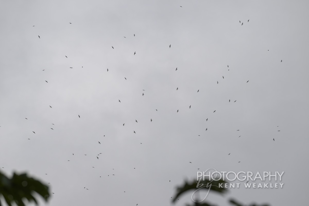 White-collared Swift - ML622031877