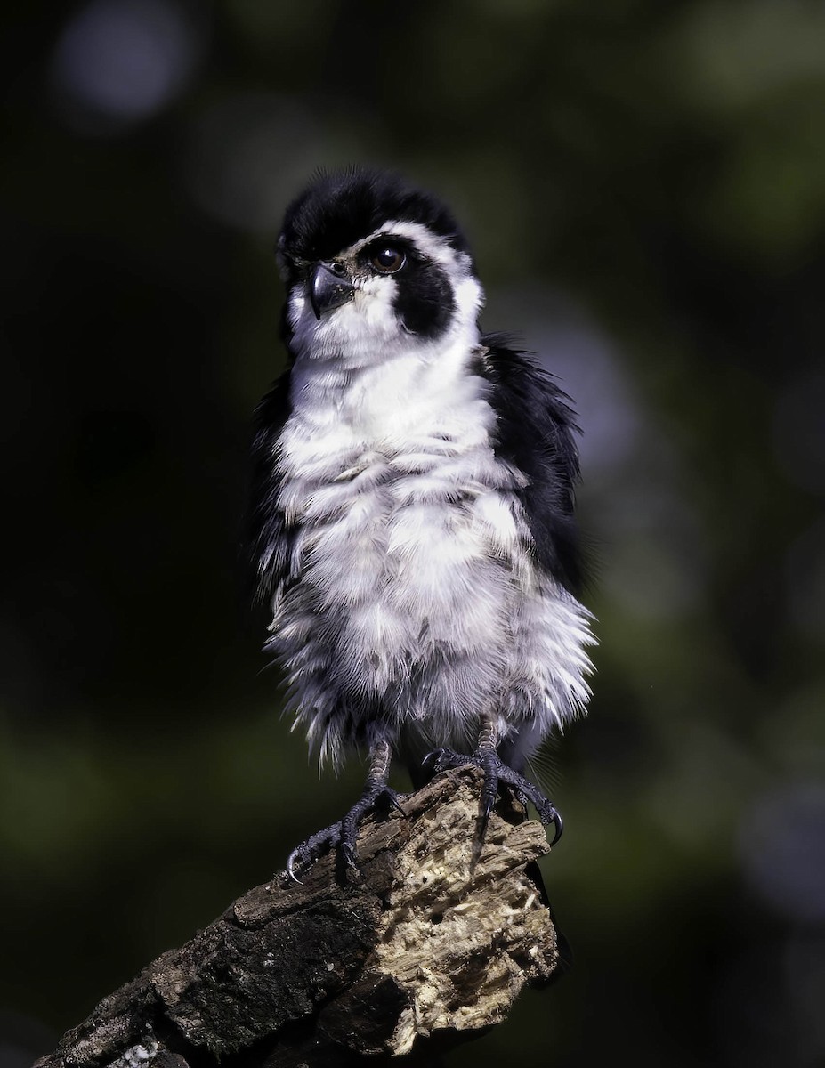 Pied Falconet - ML622031911