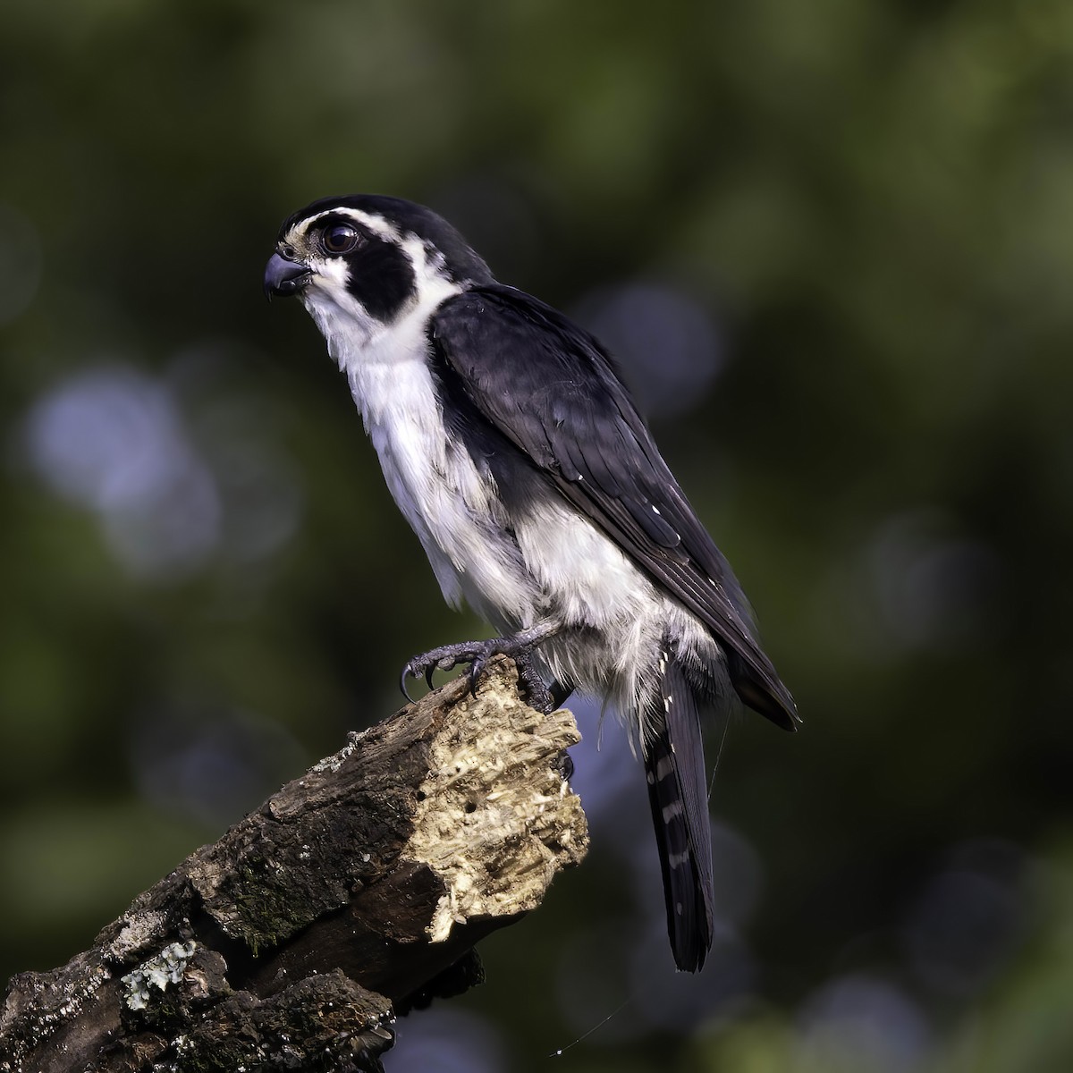 Pied Falconet - ML622031914