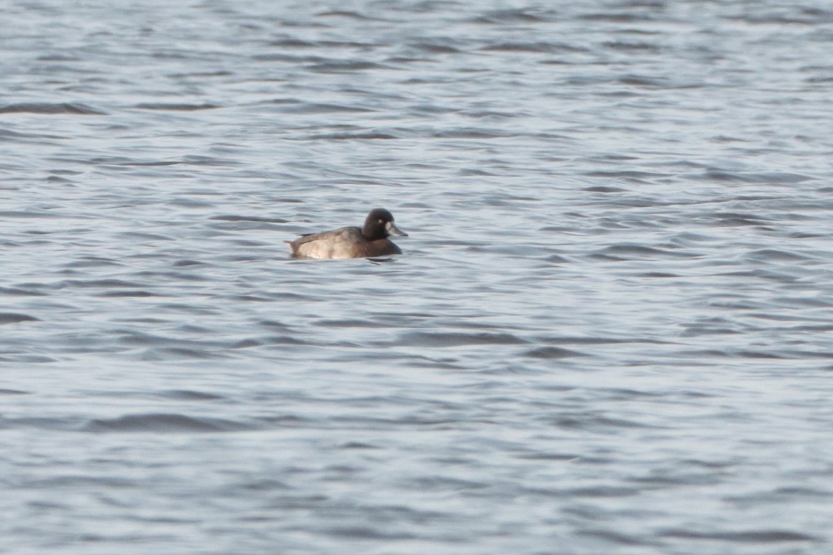 Lesser Scaup - ML622031920