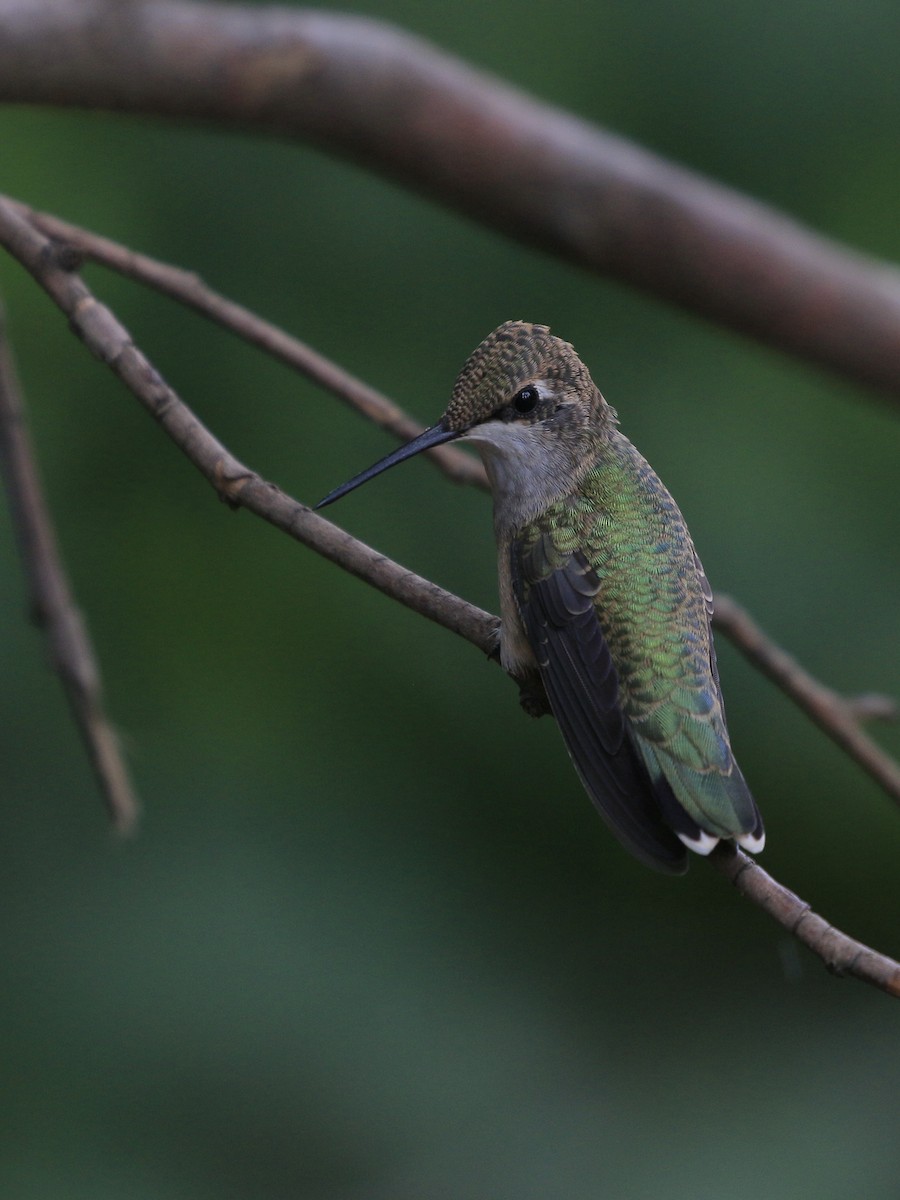 Anna's Hummingbird - ML622031952