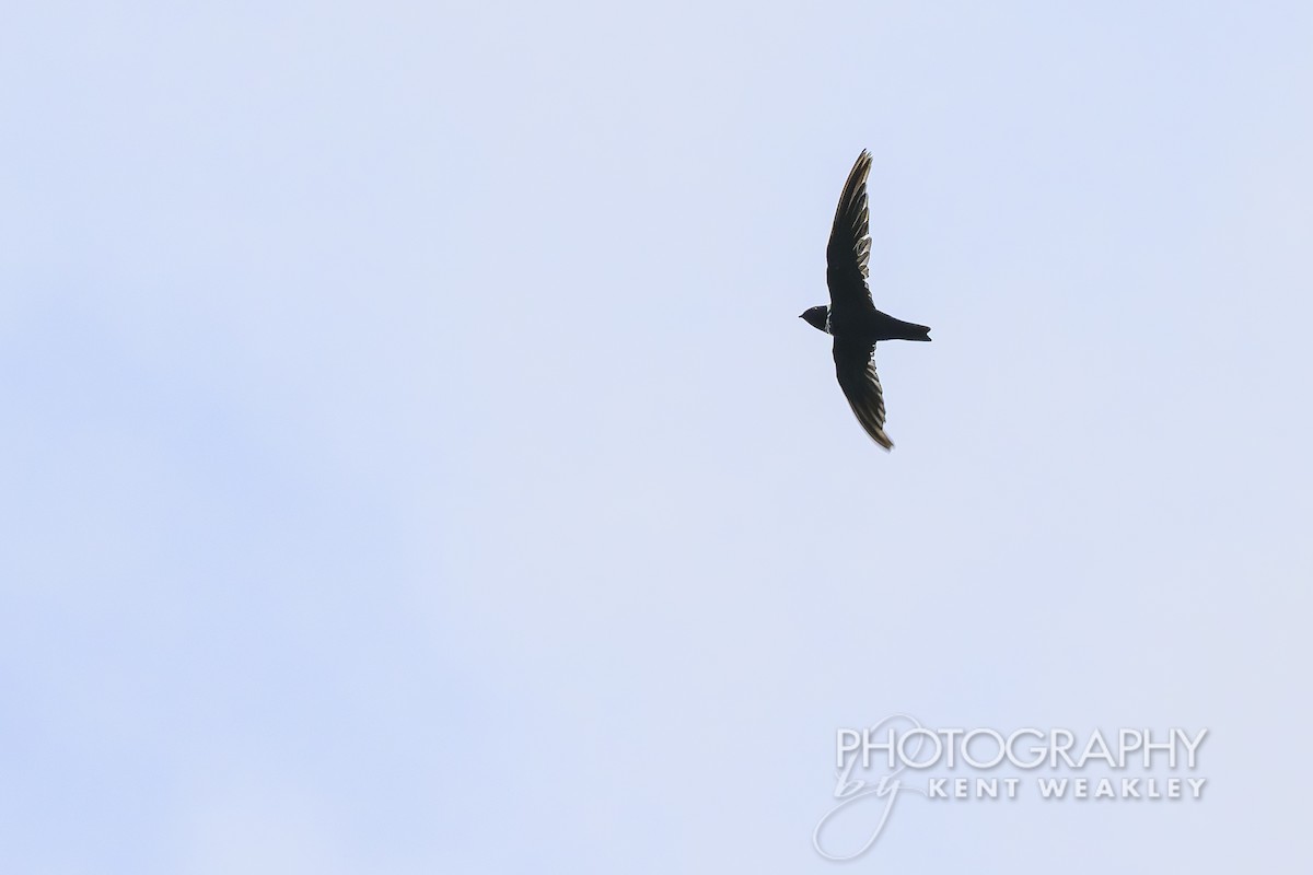 White-collared Swift - ML622032010