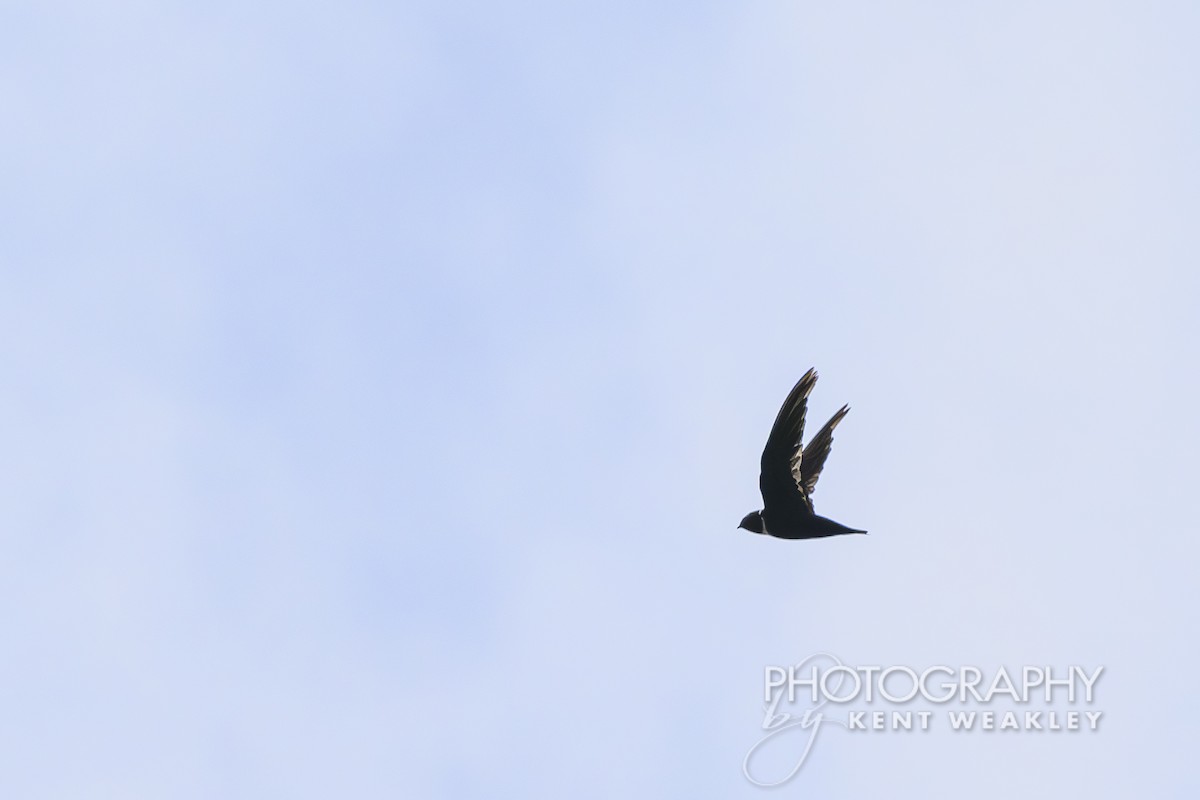 White-collared Swift - ML622032011