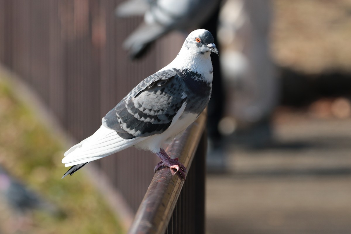 Rock Pigeon (Feral Pigeon) - ML622032076