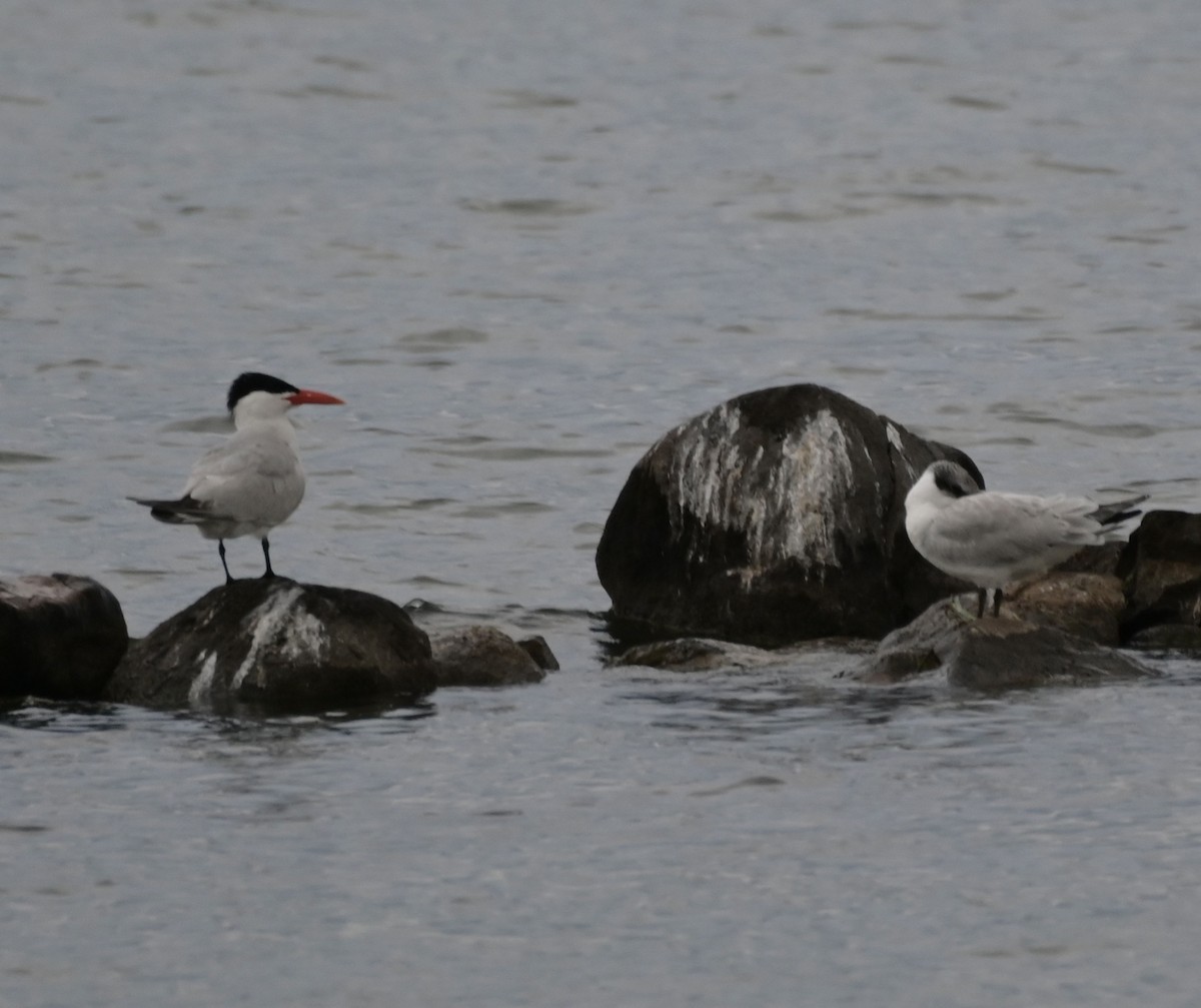 Caspian Tern - Hollis Noble