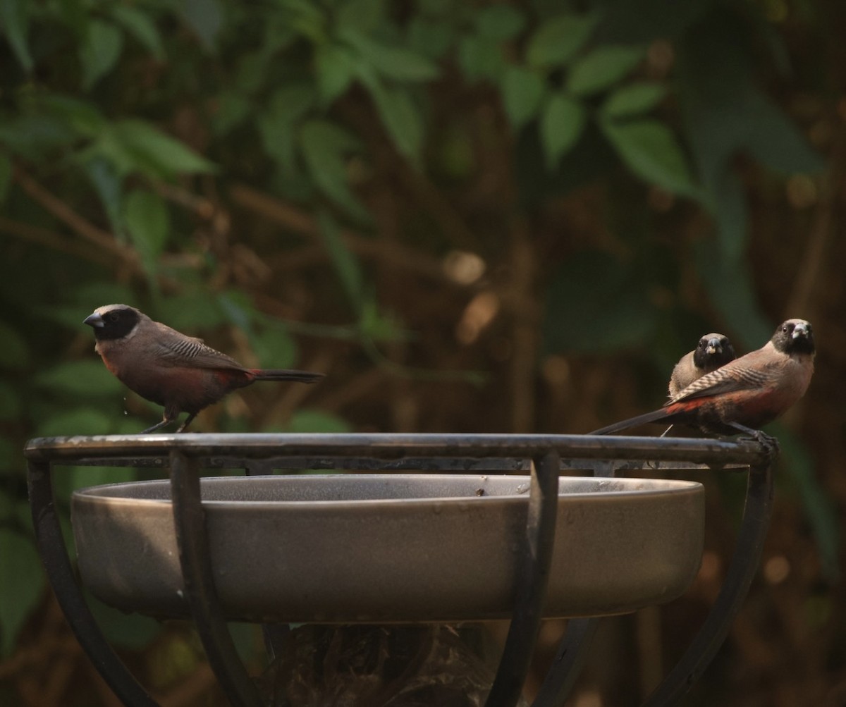 Black-faced Waxbill - ML622032109