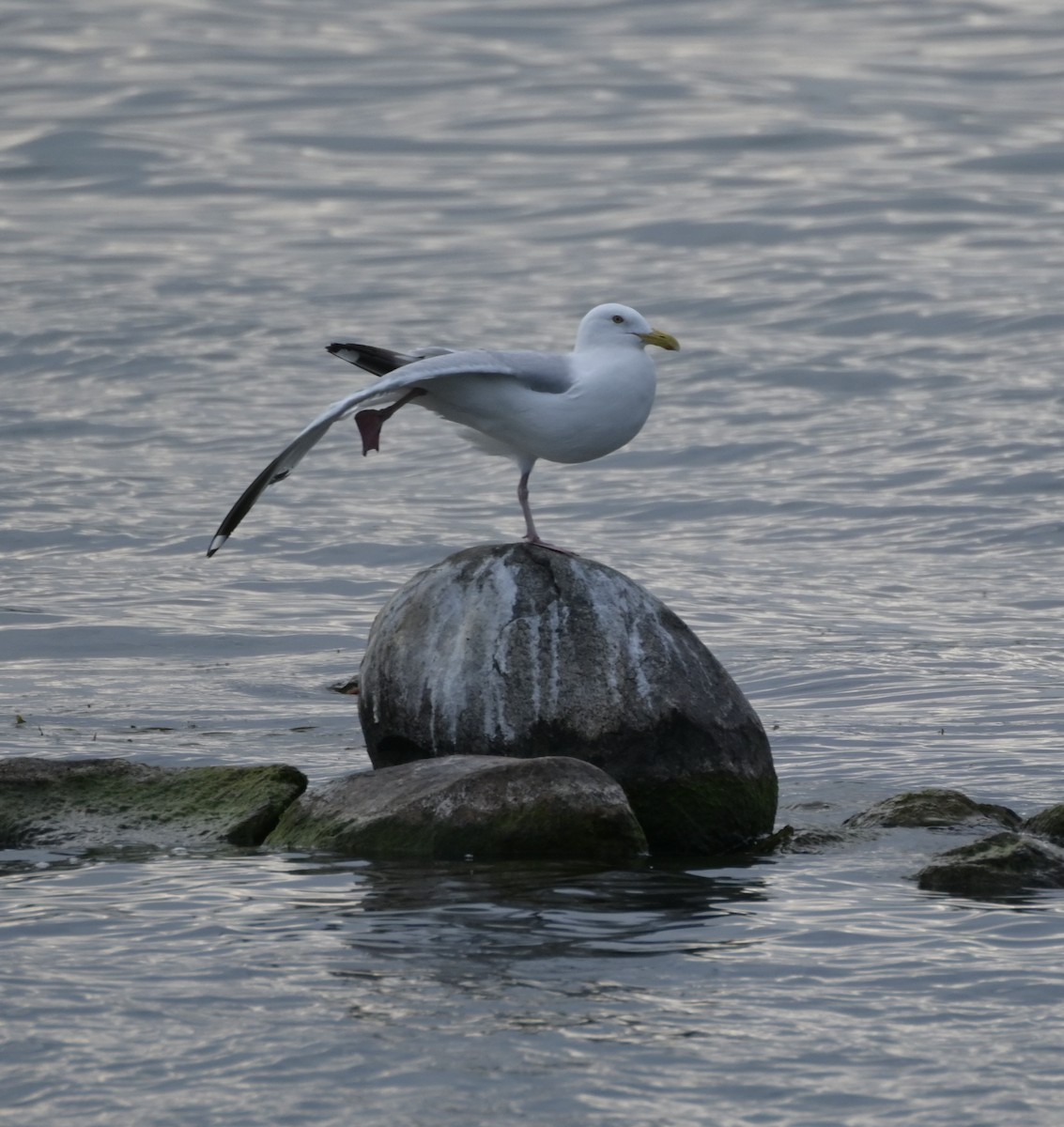 Gaviota Argéntea (americana) - ML622032114