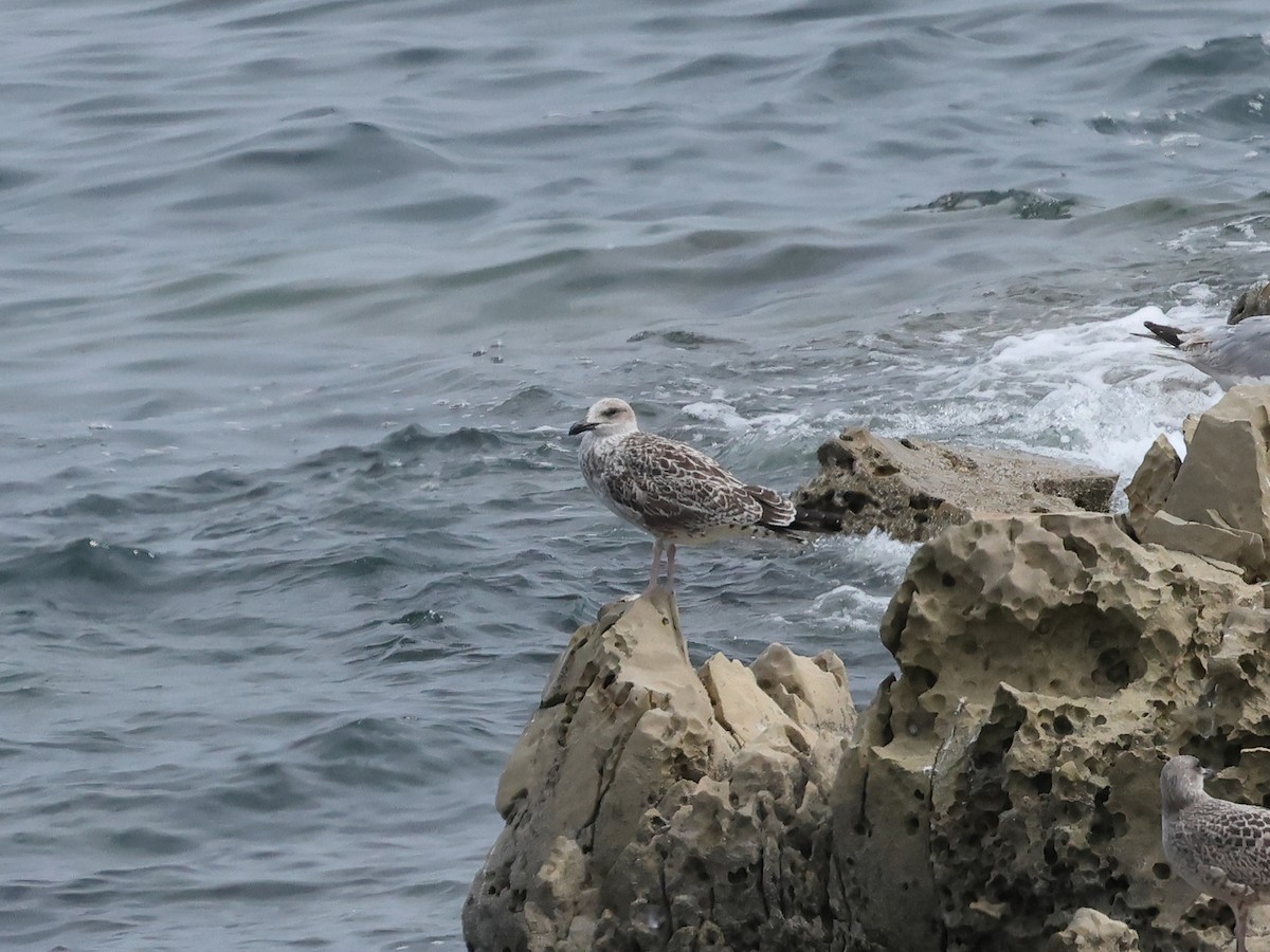 Yellow-legged Gull - ML622032116