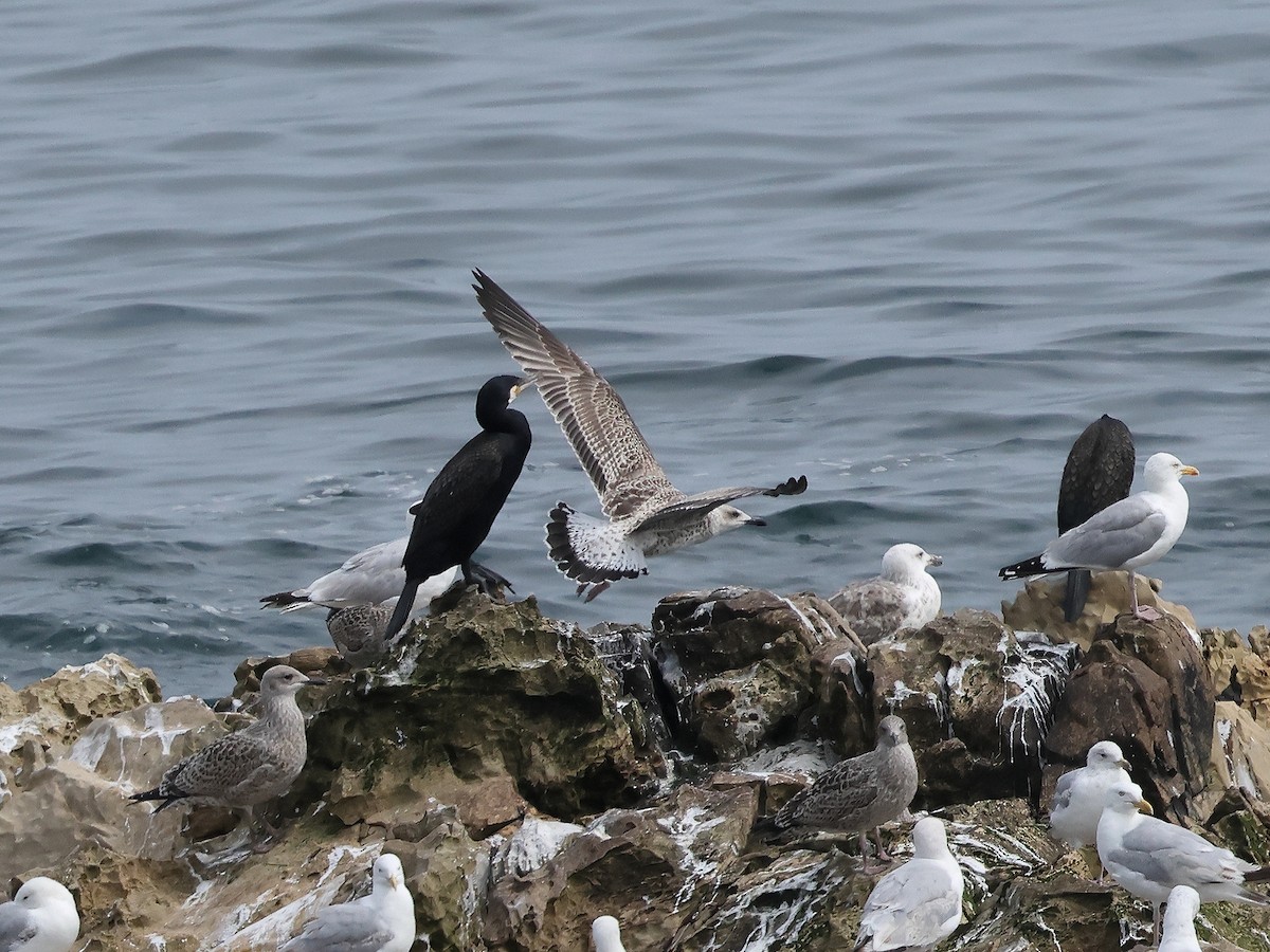 Yellow-legged Gull - ML622032117