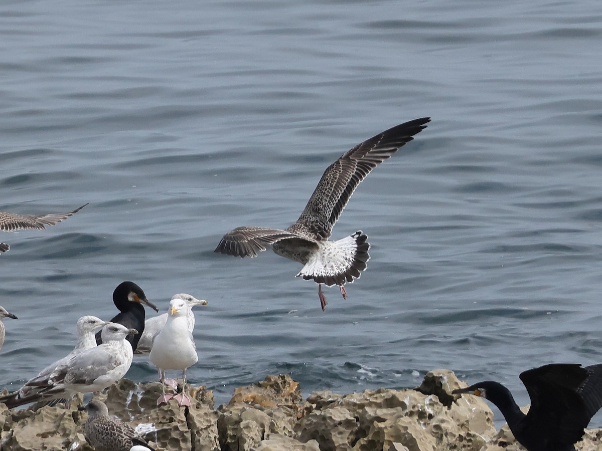 Yellow-legged Gull - ML622032118