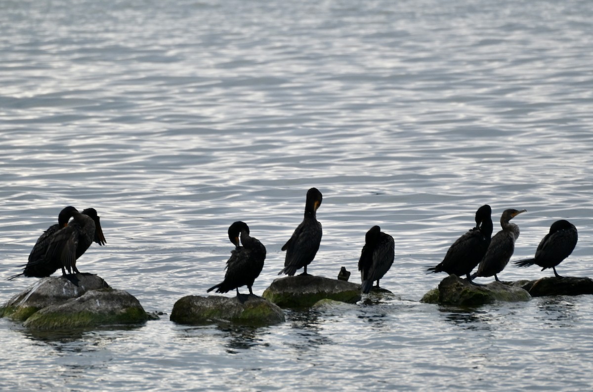 Cormorán Orejudo - ML622032124