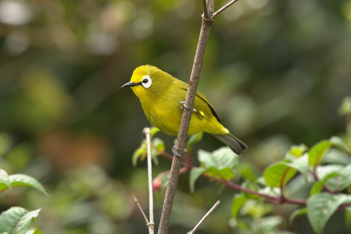 Northern Yellow White-eye - ML622032299