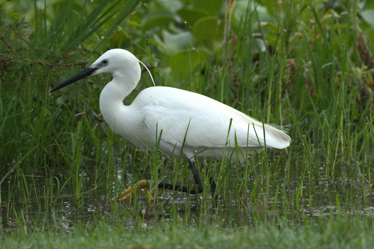 Little Egret - Mikaela Naumann