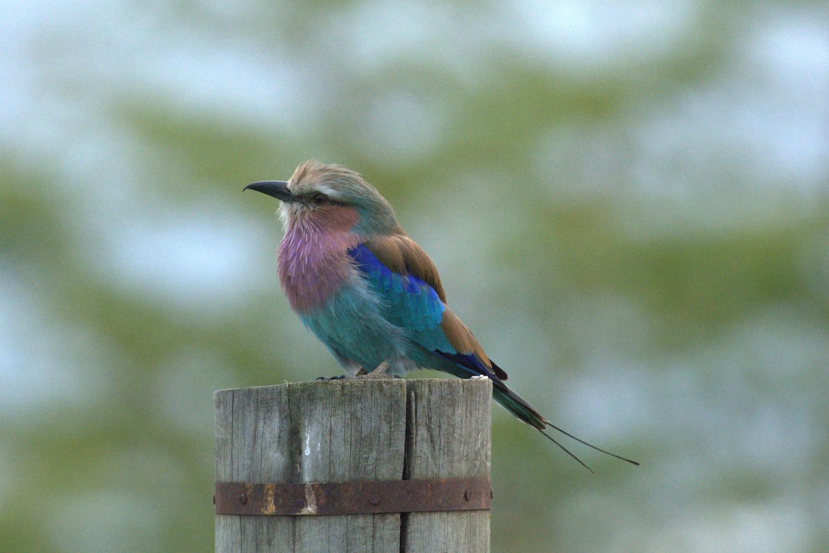 Lilac-breasted Roller - ML622032349