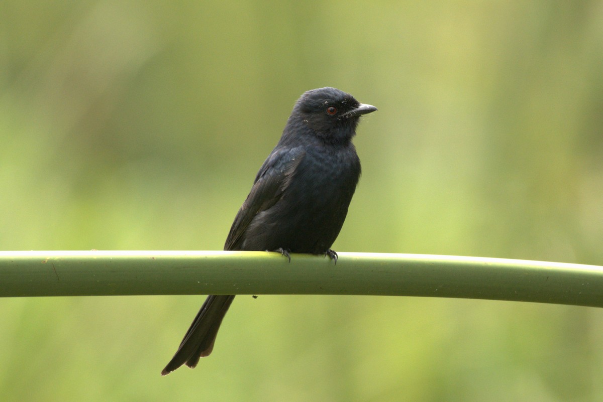 Fork-tailed Drongo - ML622032351