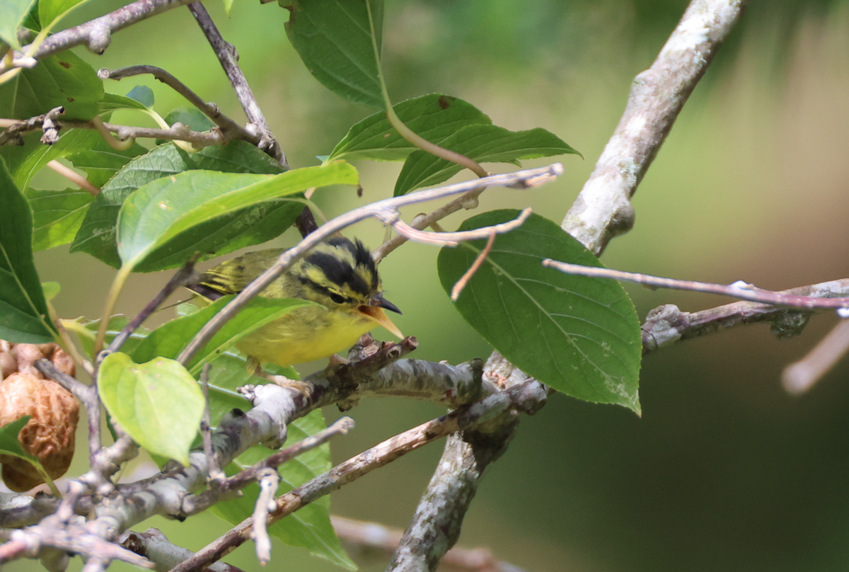 Sulphur-breasted Warbler - ML622032401