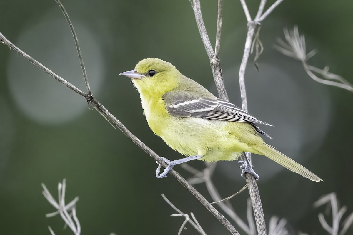 Orchard Oriole - ML622032415