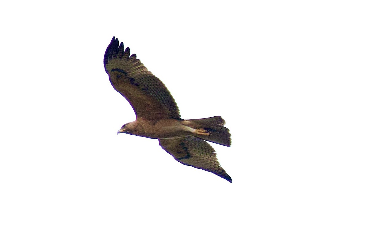 Bonelli's Eagle - ML622032440