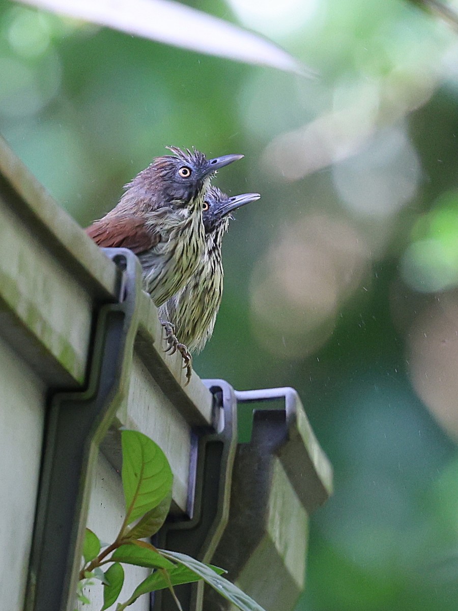 Bold-striped Tit-Babbler - ML622032489