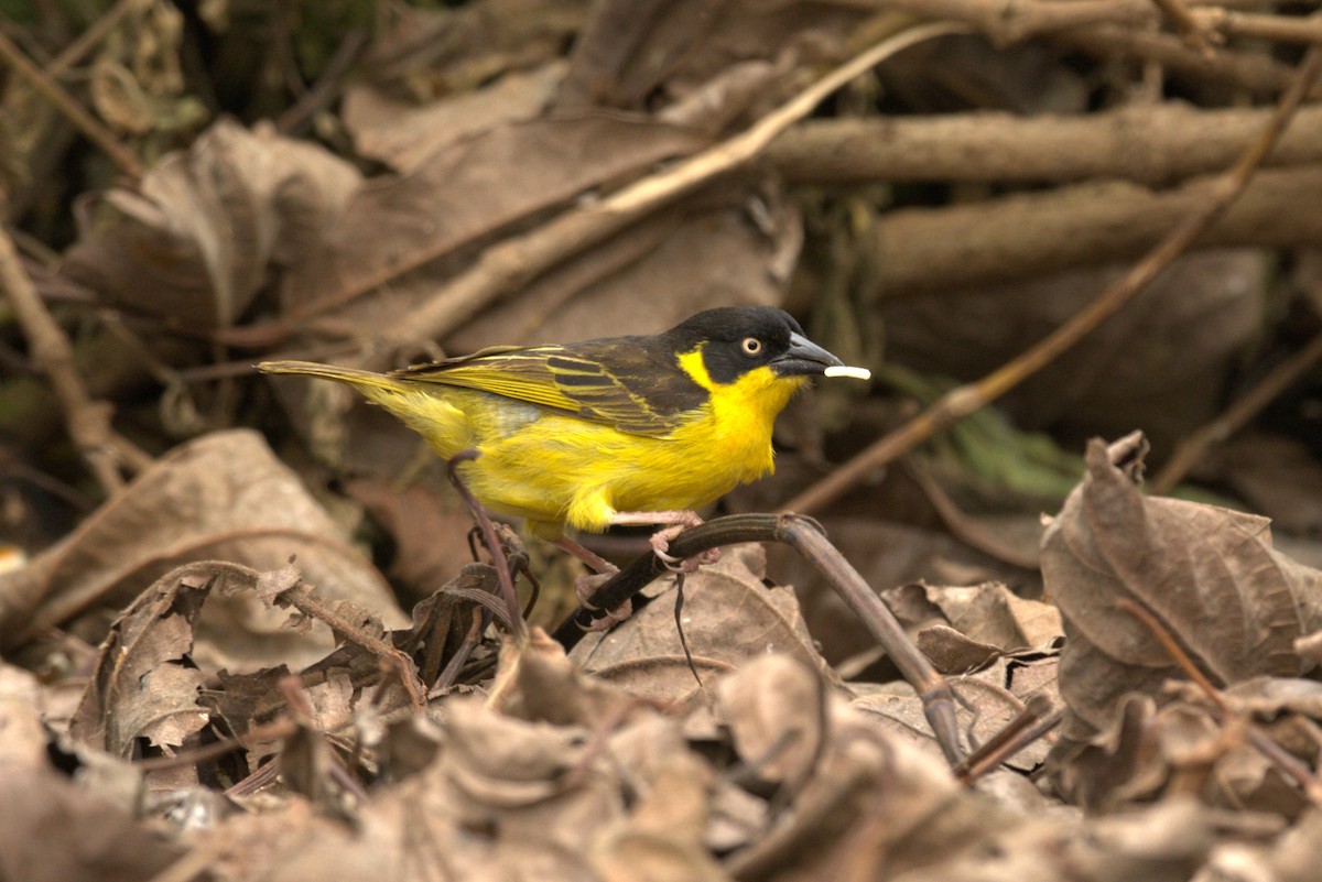 Baglafecht Weaver - Mikaela Naumann