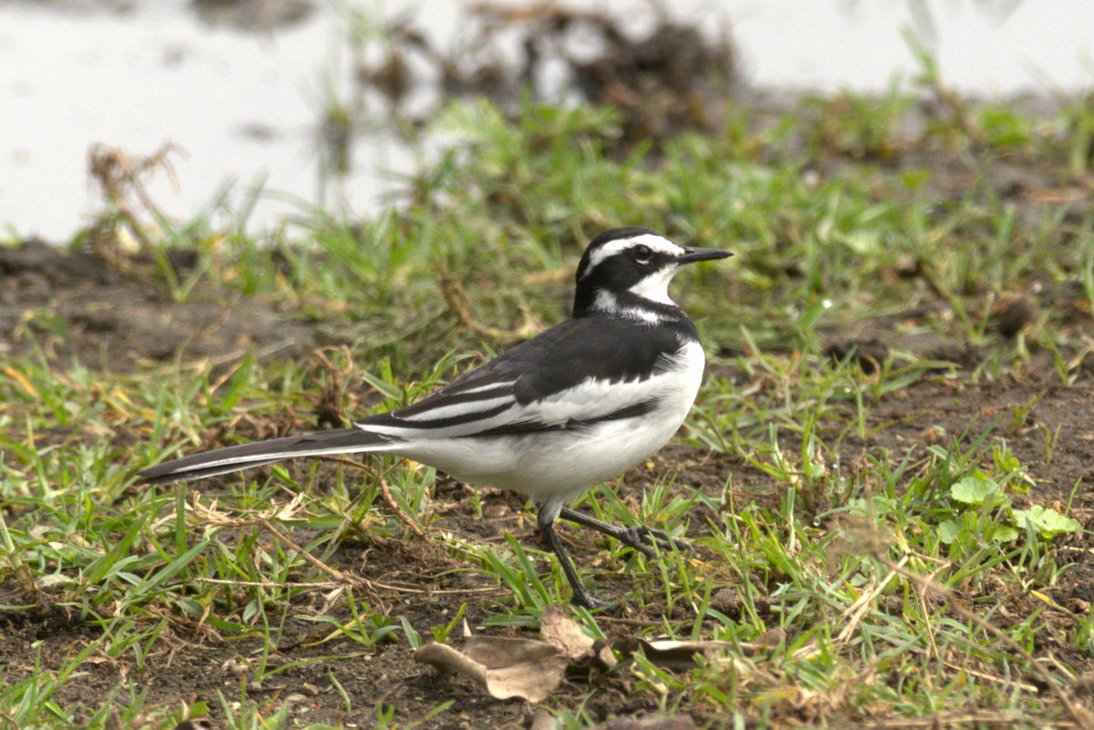 African Pied Wagtail - ML622032542