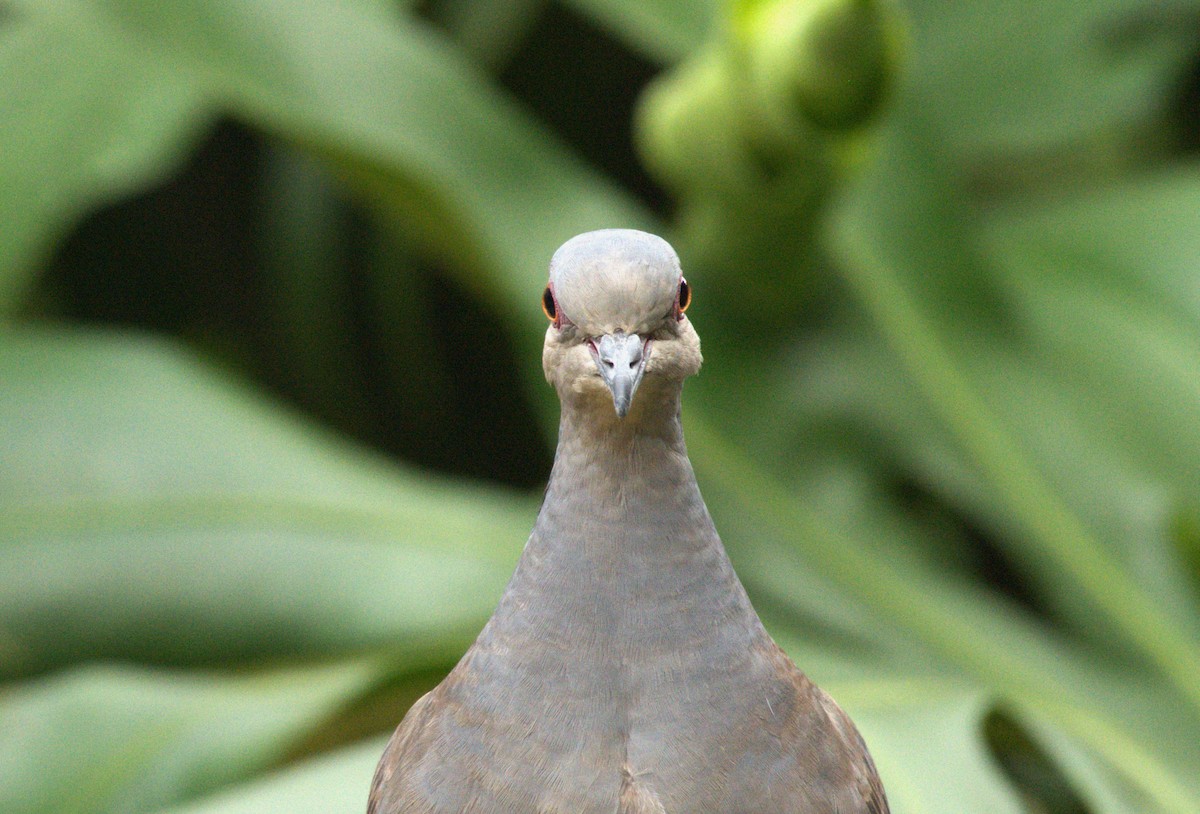 Red-eyed Dove - ML622032545