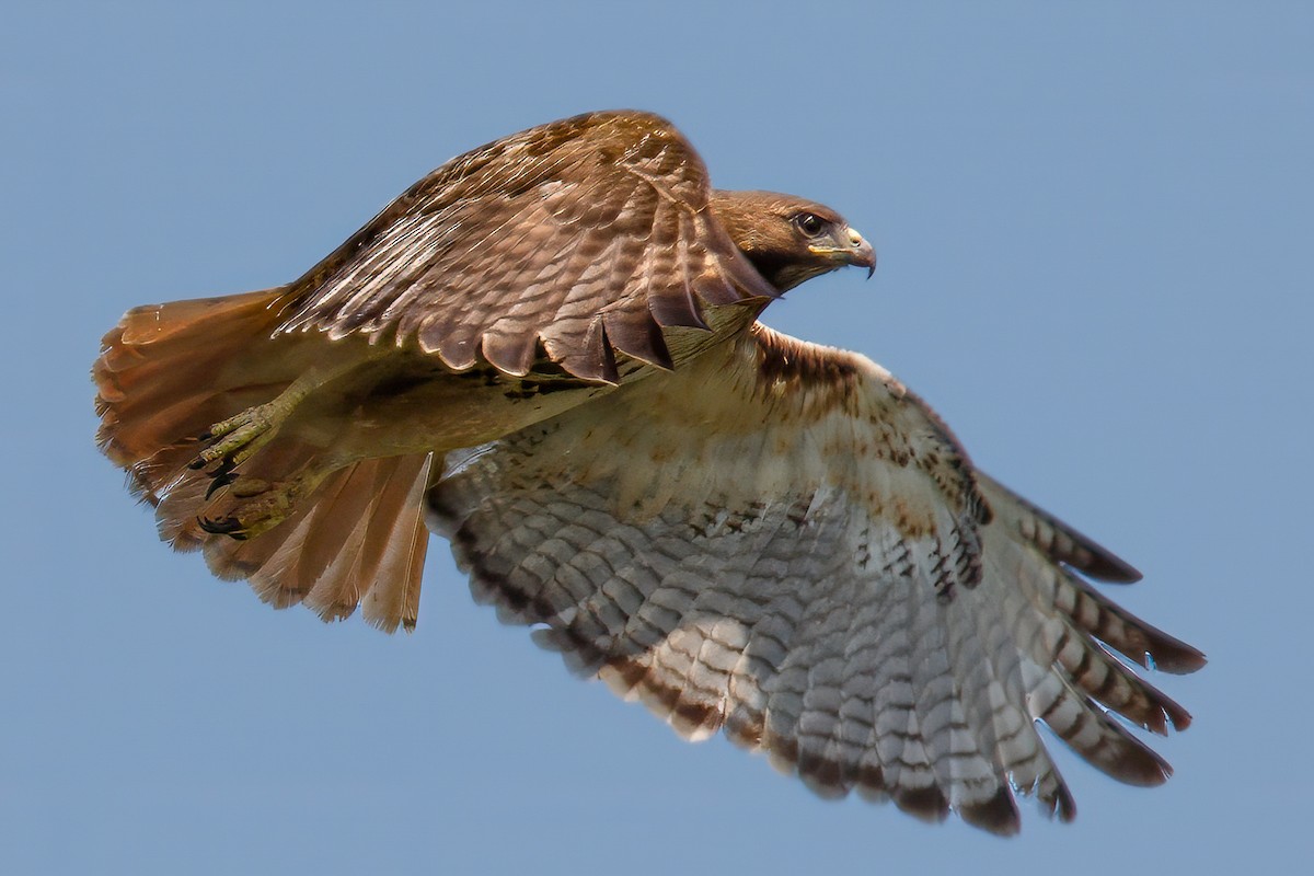 Red-tailed Hawk - ML622032546