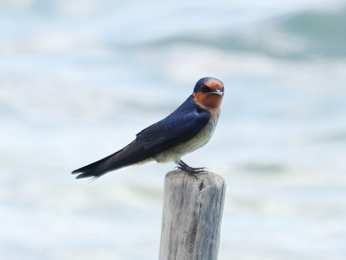 Pacific Swallow (Pacific) - ML622032583