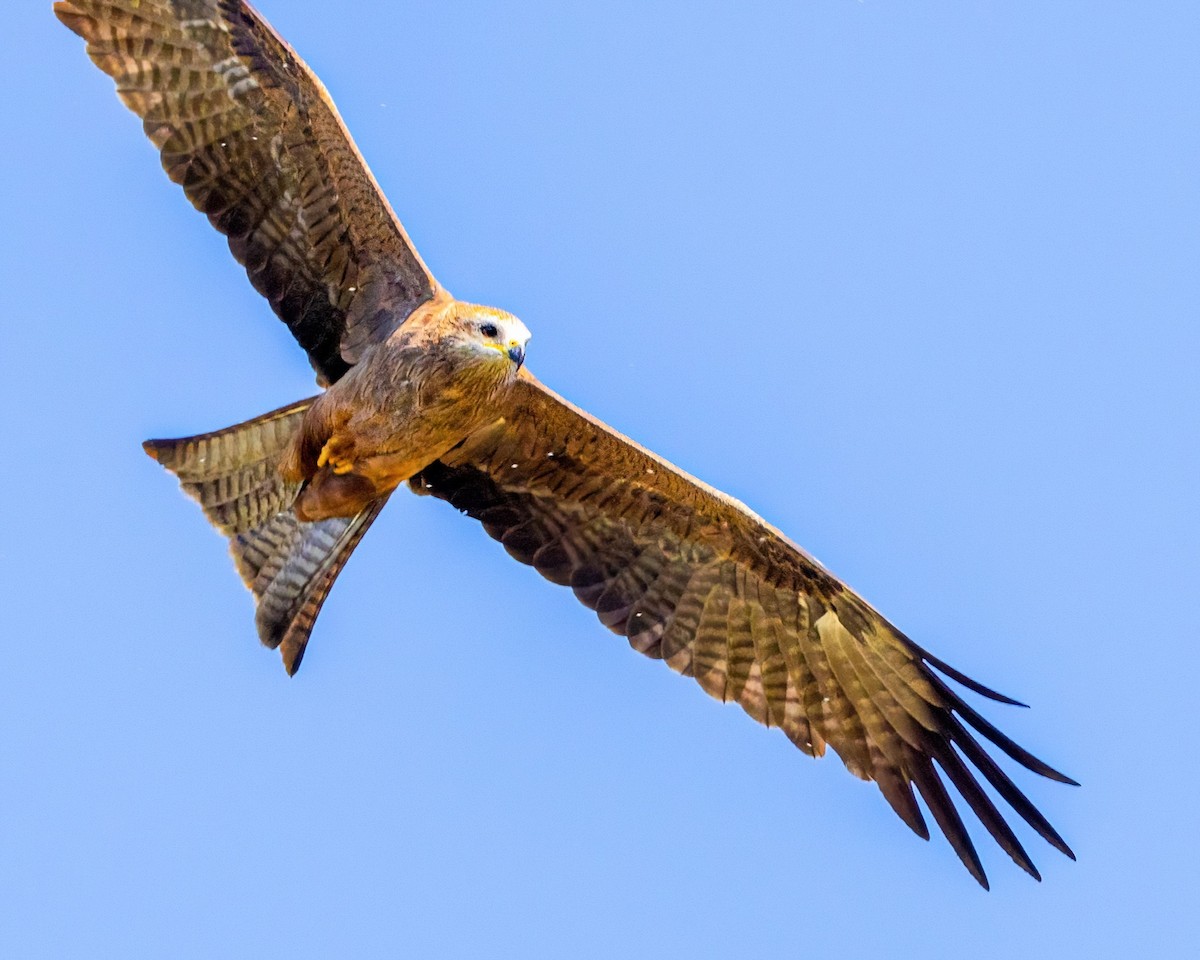 Black Kite - ML622032615