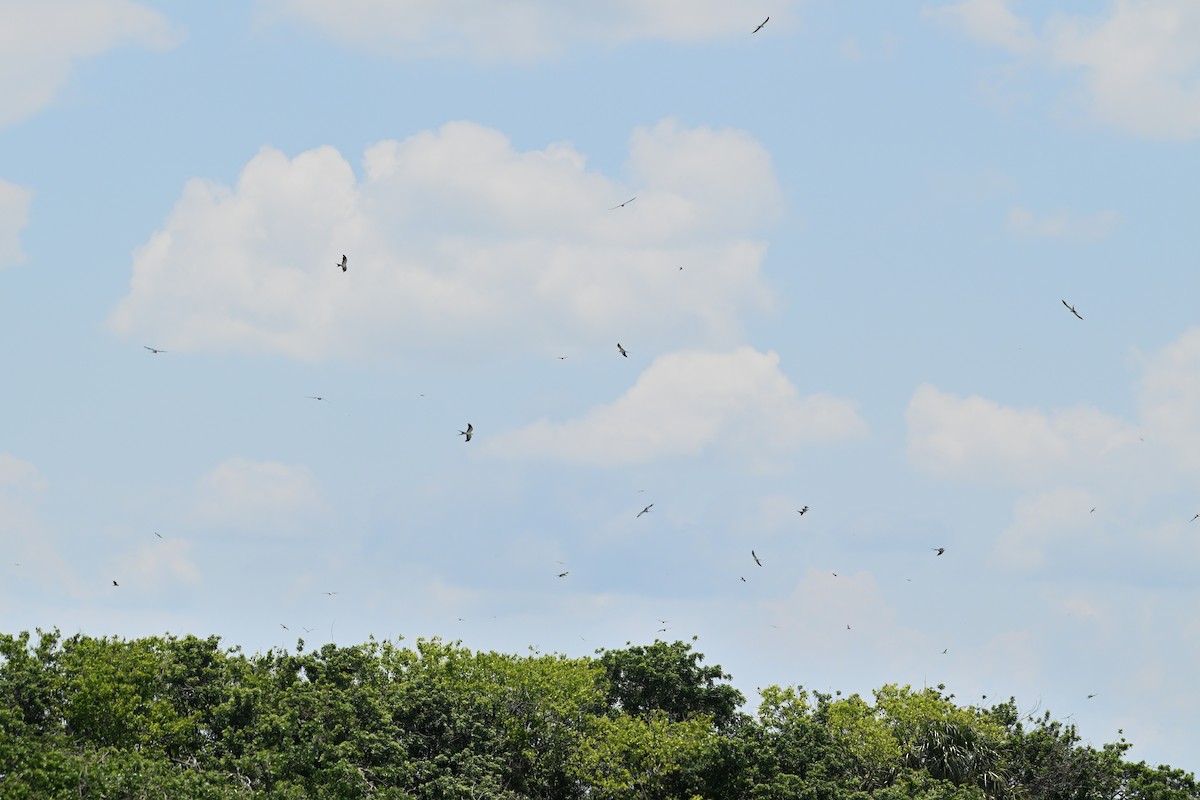 Swallow-tailed Kite - ML622032686