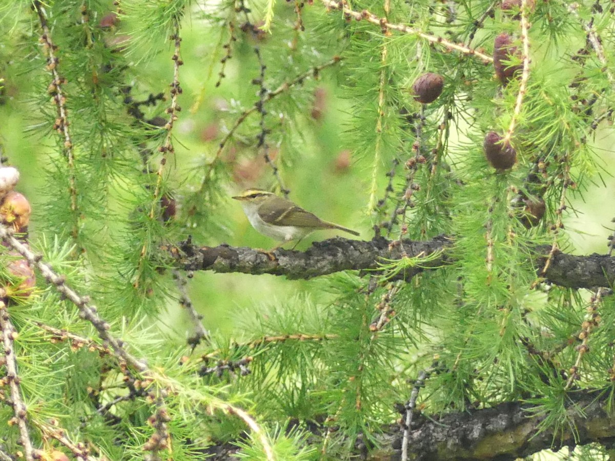 Mosquitero de Pallas - ML622032723