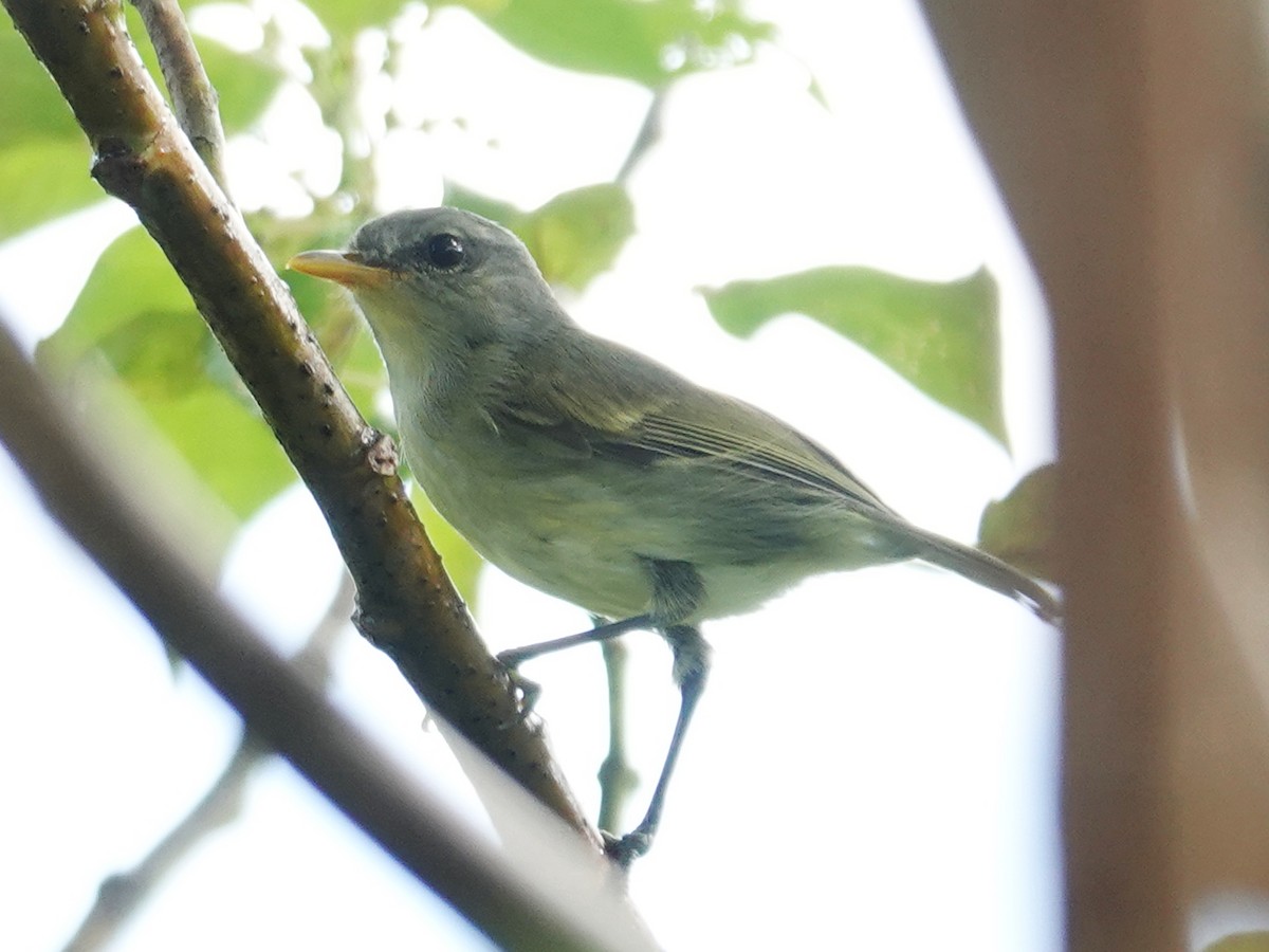 Numfor Leaf Warbler - ML622032761