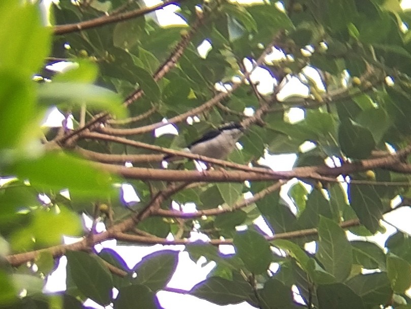 Pied Shrike-Babbler - ML622032789