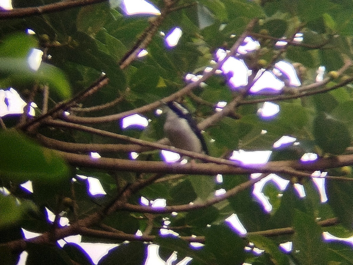 Pied Shrike-Babbler - ML622032790