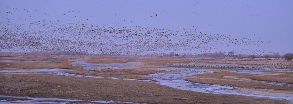 Sandhill Crane - ML622032812