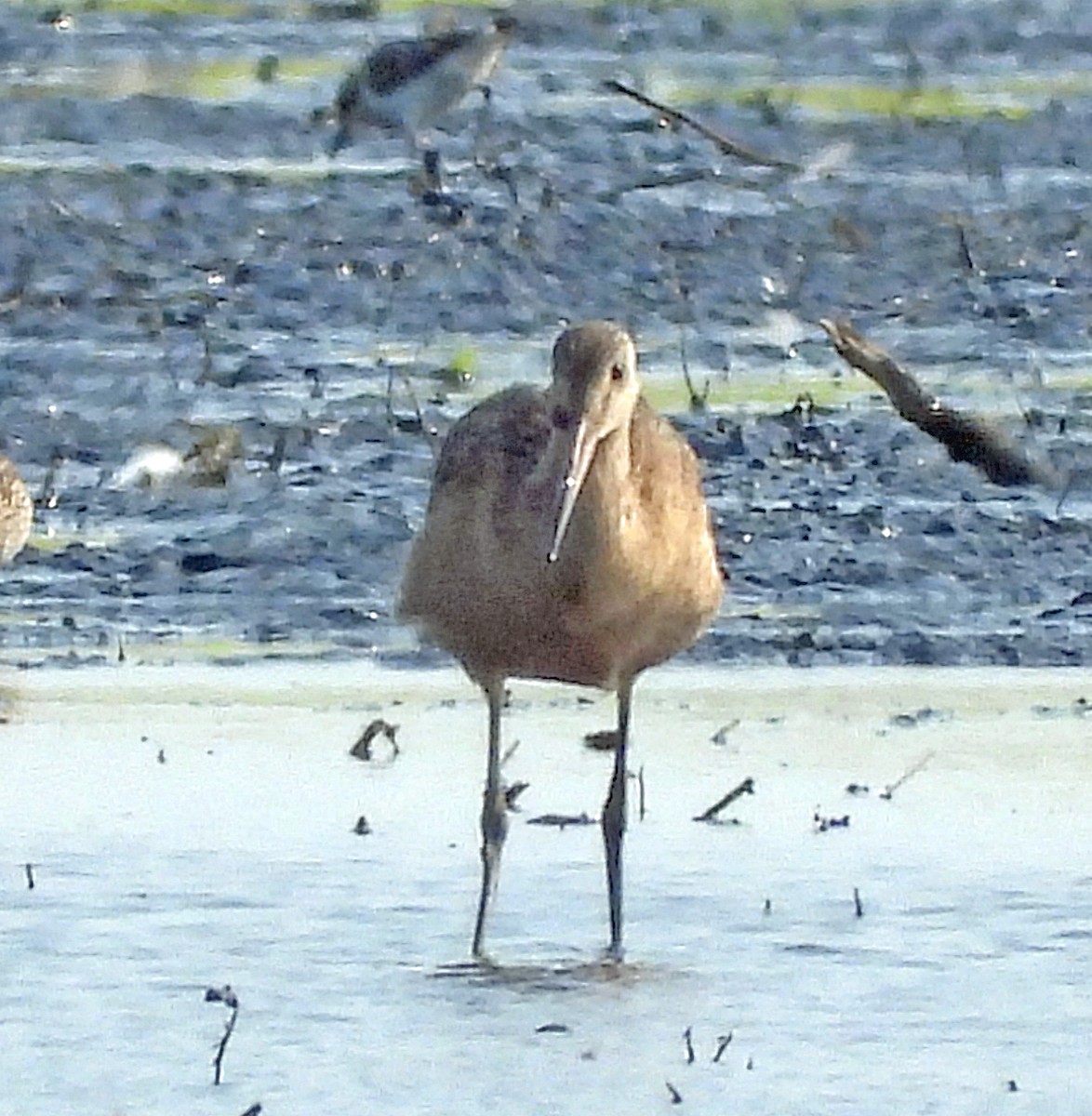 Marbled Godwit - ML622032818