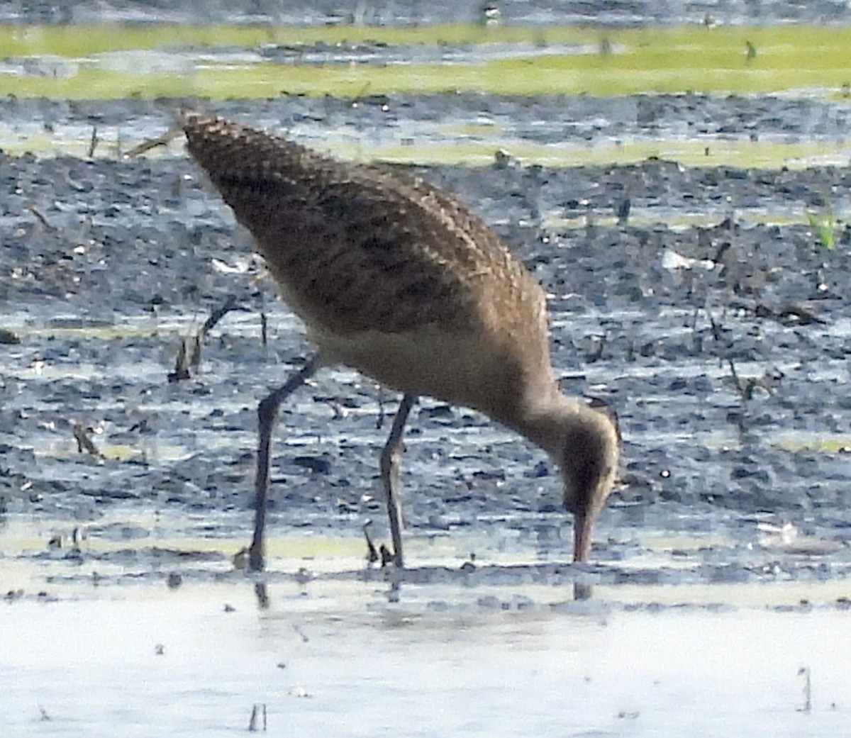 Marbled Godwit - Jock McCracken