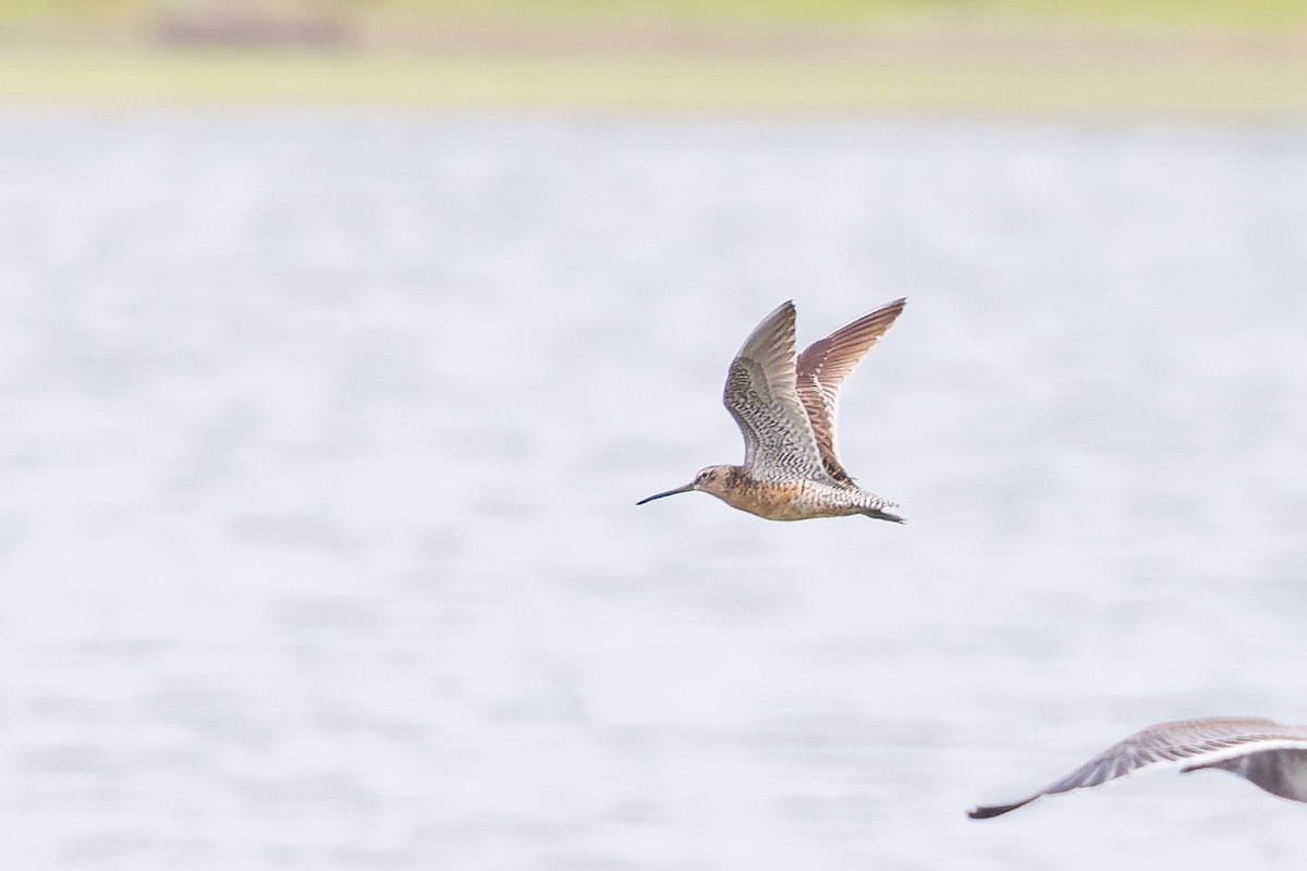 Long-billed Dowitcher - ML622032829