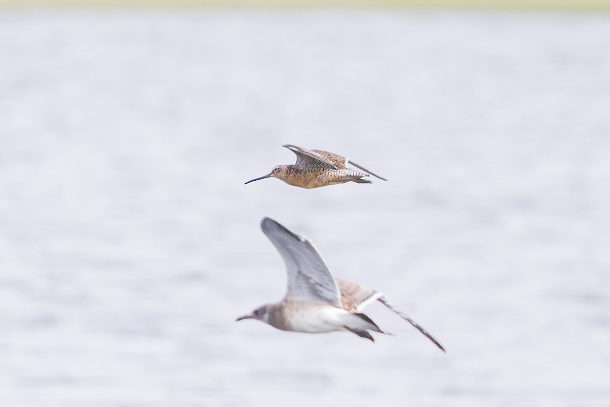 Long-billed Dowitcher - ML622032830