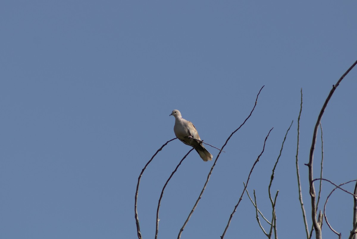 Eurasian Collared-Dove - ML622032847