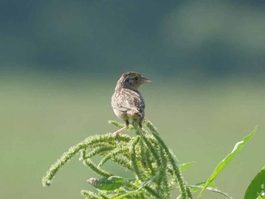 Grasshopper Sparrow - ML622032848