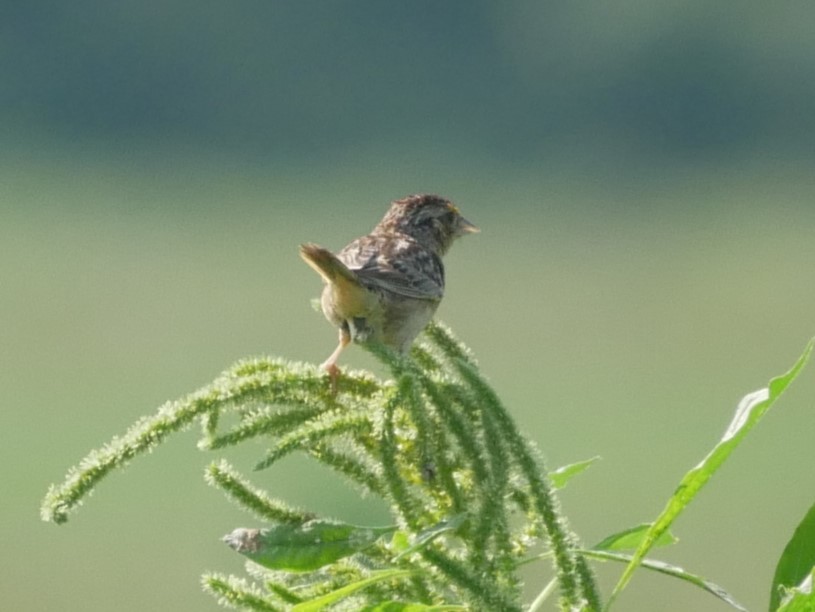 Grasshopper Sparrow - ML622032849