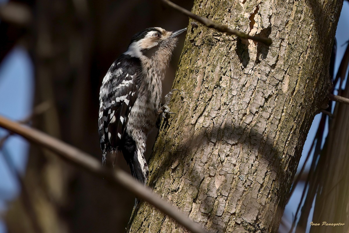Lesser Spotted Woodpecker - ML622032858