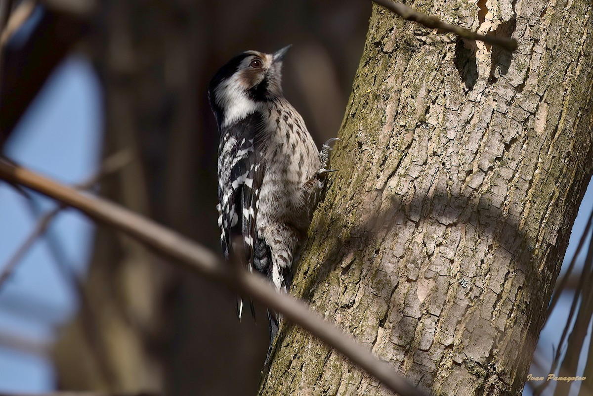 Lesser Spotted Woodpecker - ML622032862