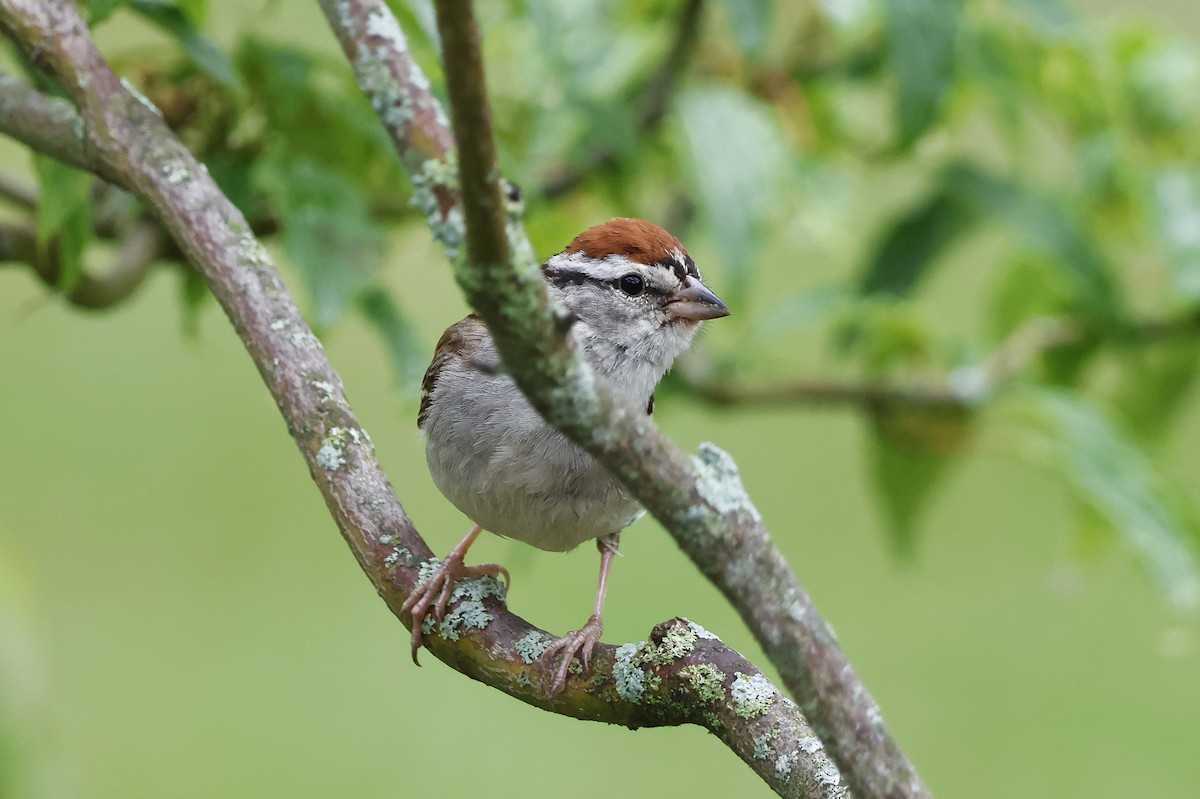 Chipping Sparrow - ML622032897