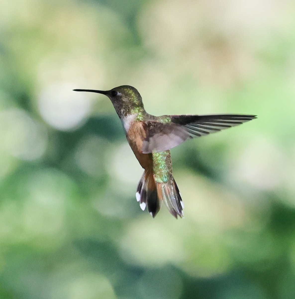 Rufous Hummingbird - ML622032934