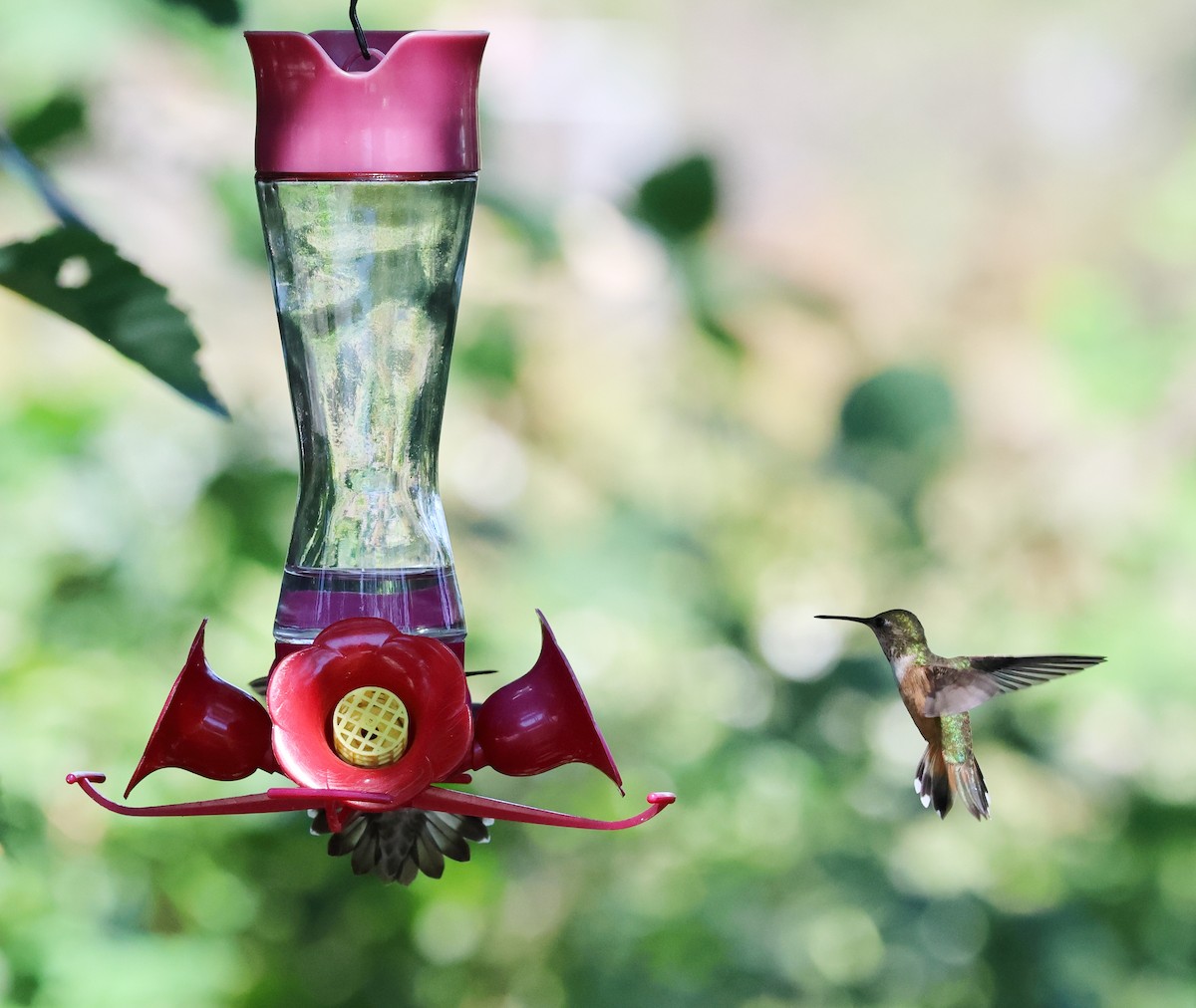 Rufous Hummingbird - ML622032935