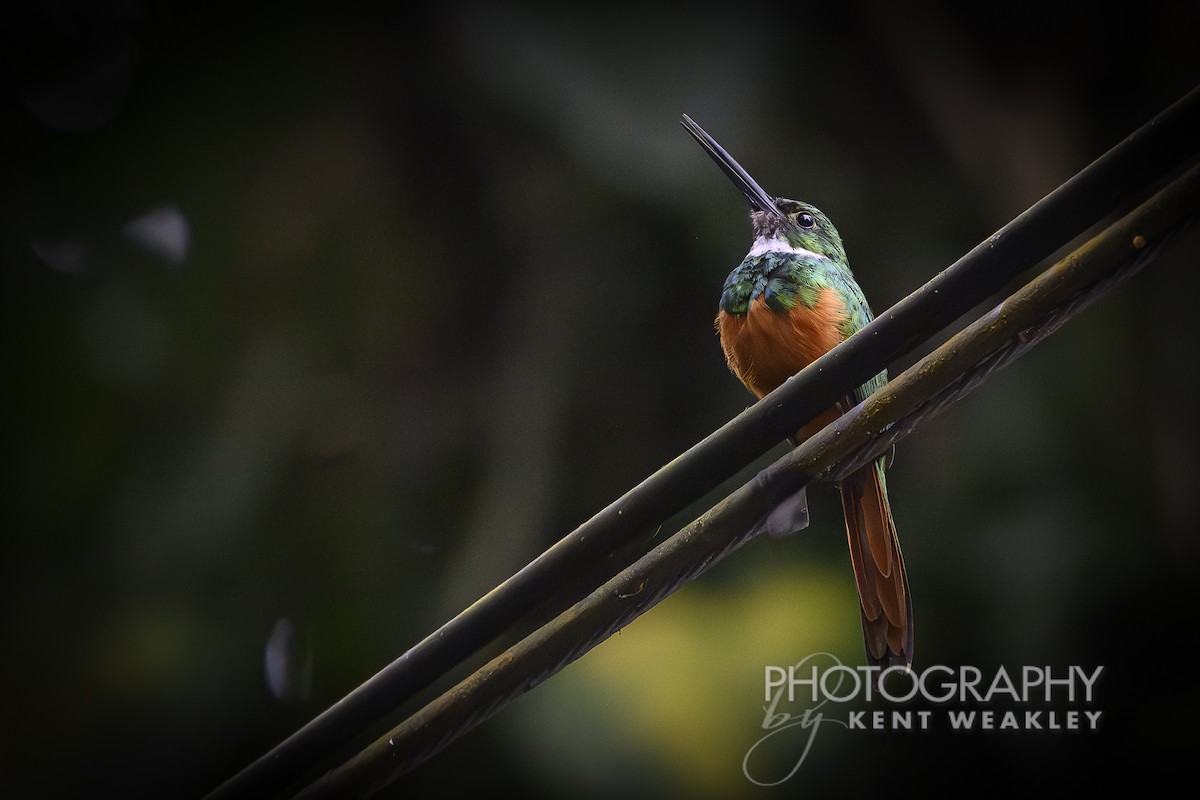 Rufous-tailed Jacamar - ML622032938