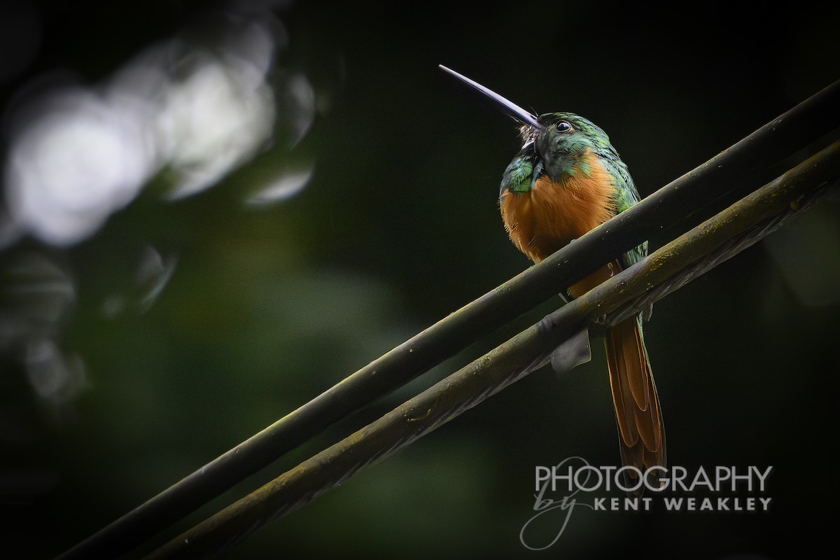 Rufous-tailed Jacamar - ML622032939