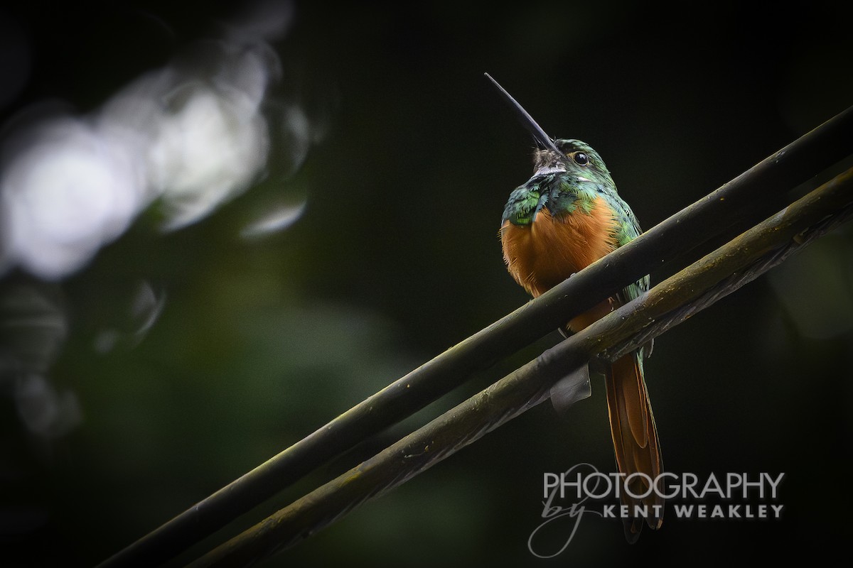 Rufous-tailed Jacamar - ML622032940